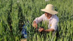 史占良：用中國種子保障中國糧食安全